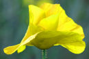 Yellow Poppy